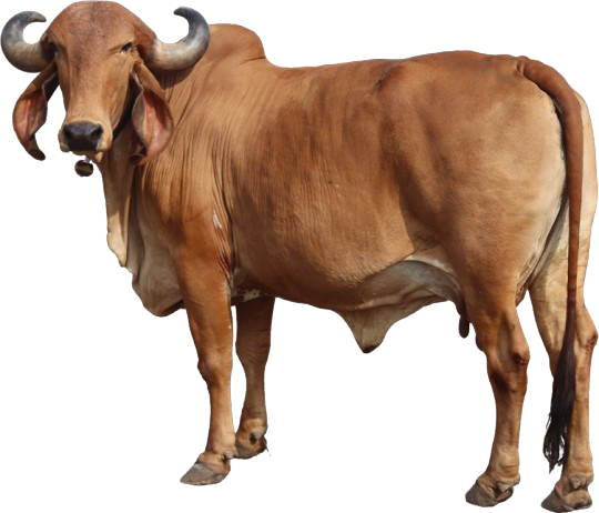 Cow